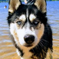 chien accepté location Deauville Trouville sur Mer