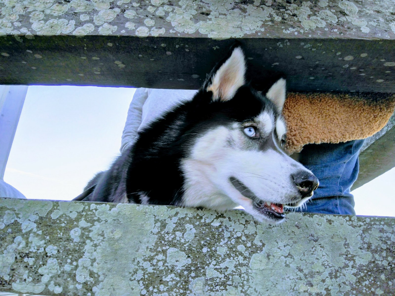 chien accepté location Deauville Trouville sur Mer