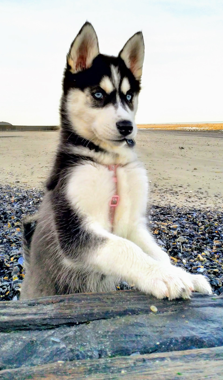 chien accepté location Deauville Trouville sur Mer