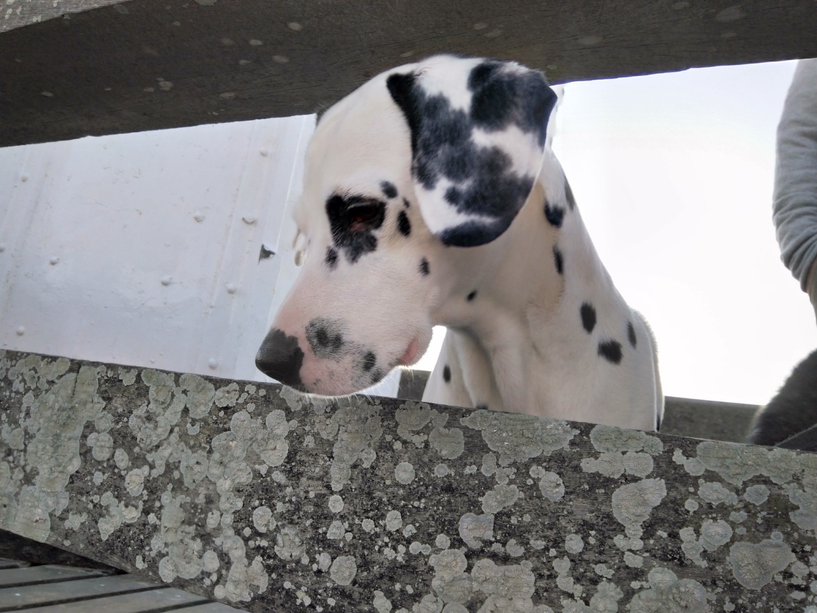 chien accepté location Deauville Trouville sur Mer